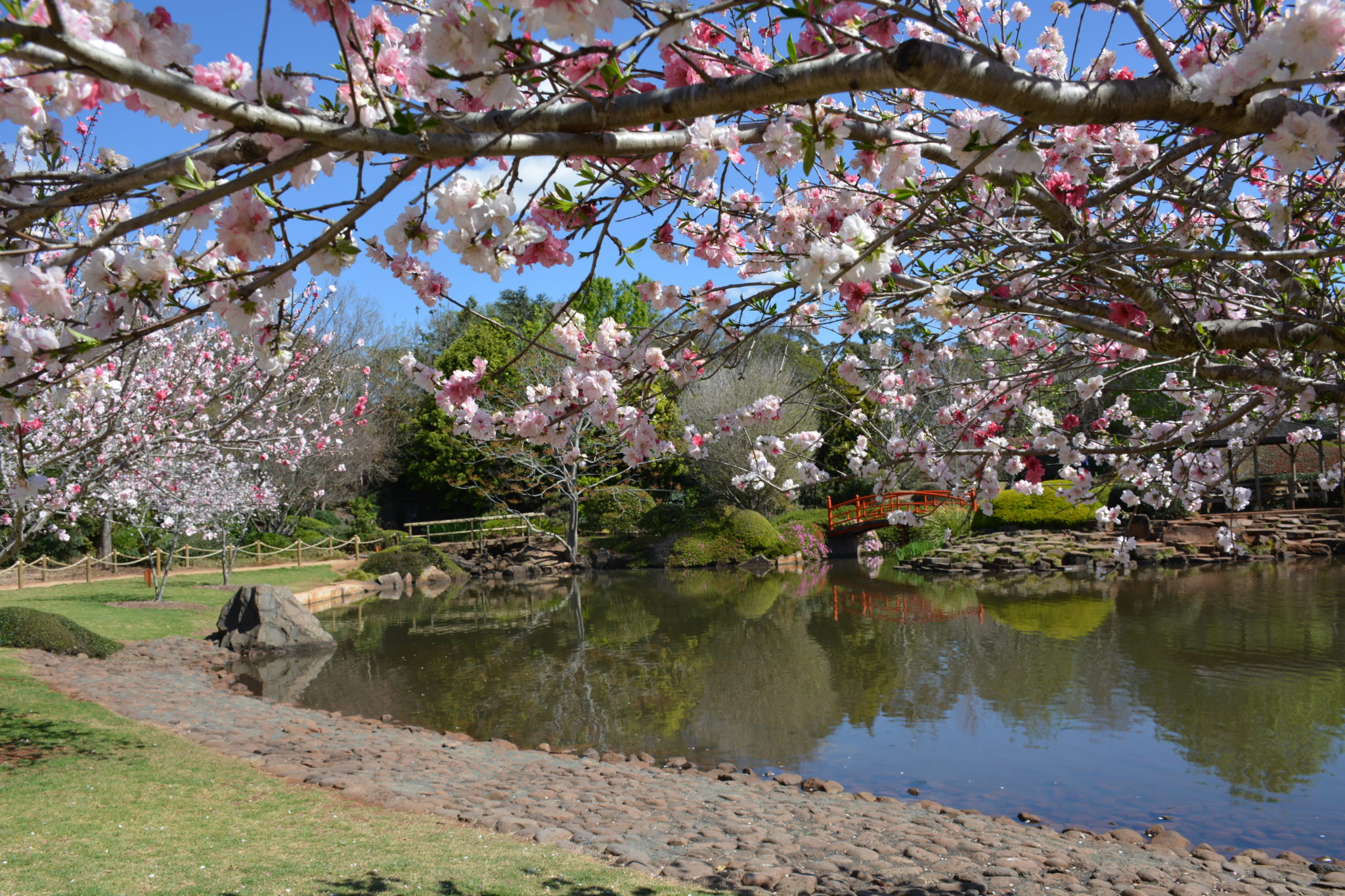 Japanese Gardens 1